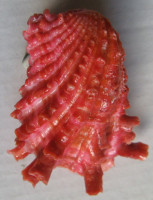 Cardita crassicosta Lamarck, 1890